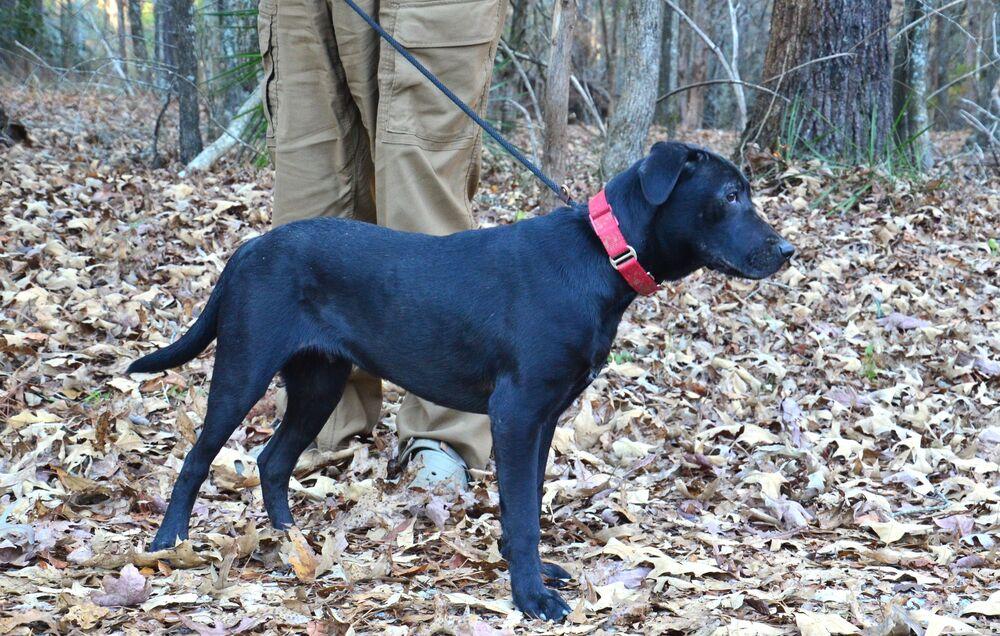 Enlarge Hayden, a Adoptable mixed breed in Willingboro, NJ image 4/6