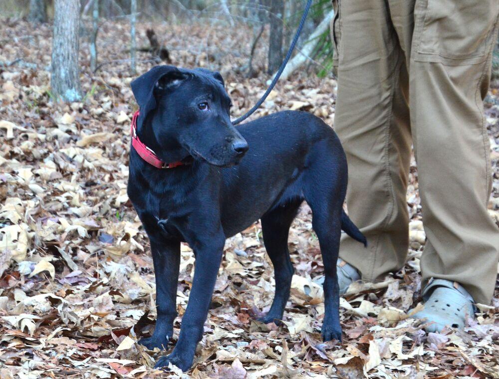 Enlarge Hayden, a Adoptable mixed breed in Willingboro, NJ image 5/6