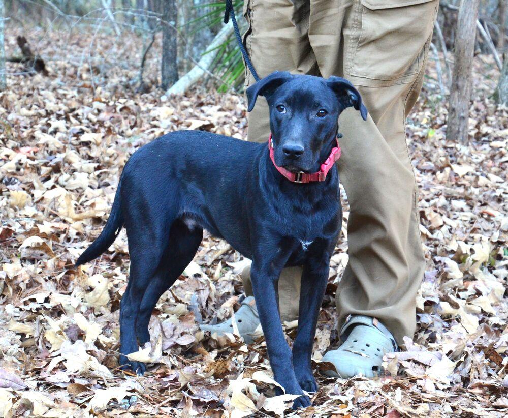 Enlarge Hayden, a Adoptable mixed breed in Willingboro, NJ image 6/6