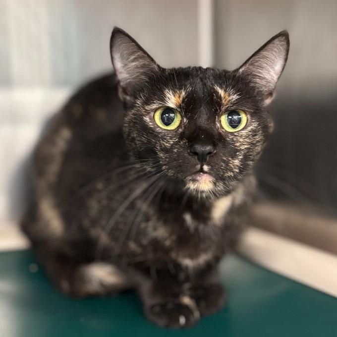 Enlarge Celeste- PetSmart Belleville, a Adoptable Domestic Short Hair in Belleville, IL image 1/1