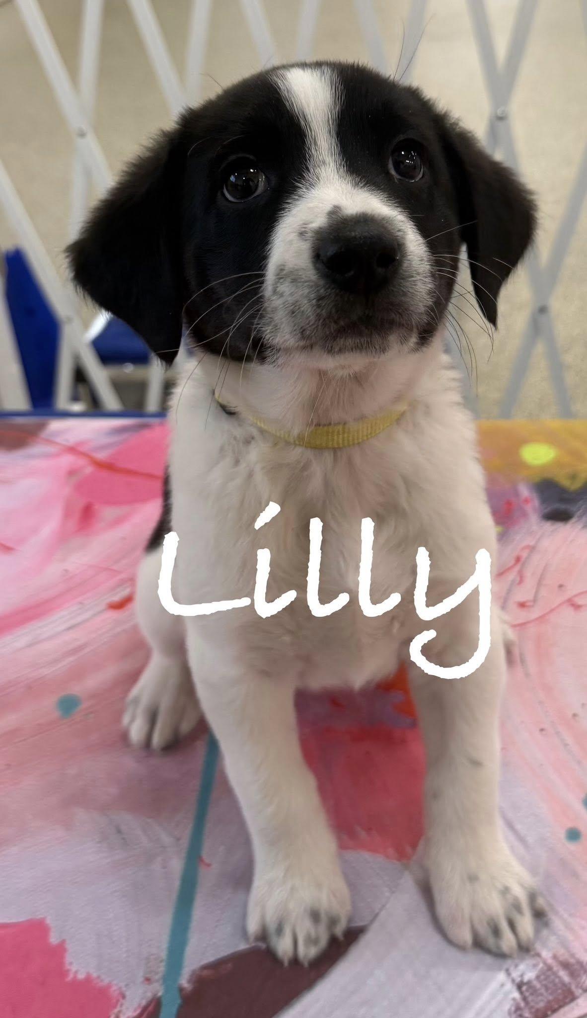 Lily, an adopted mixed breed in Seymour, IN image 1/3