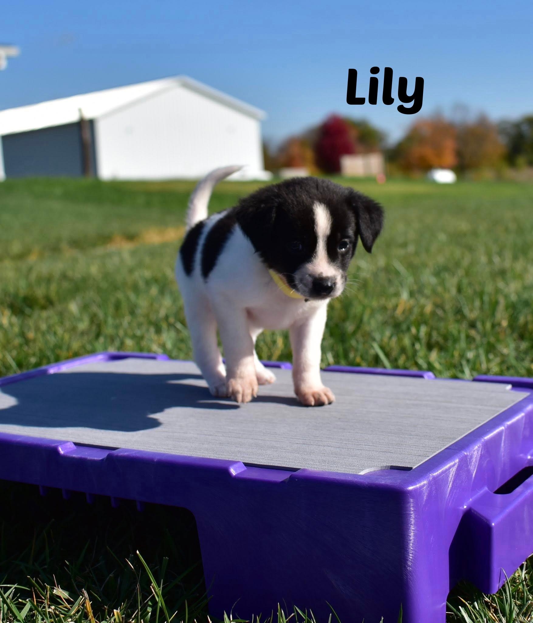 Lily, adopted, Puppy Female Border Collie & Labrador Retriever.