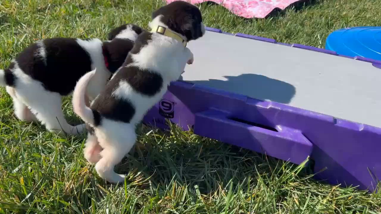 Enlarge Lily, an adopted mixed breed in Seymour, IN video 3/3