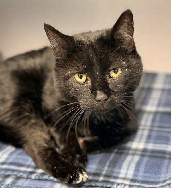 Maverick, Adoptable, Adult Male Domestic Short Hair.