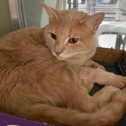 Enlarge Unique, a Adoptable Domestic Short Hair in Winston-Salem, NC image 1/3