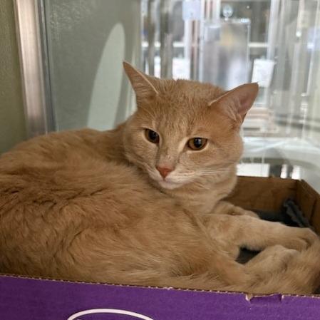 Enlarge Unique, a Adoptable Domestic Short Hair in Winston-Salem, NC image 2/3