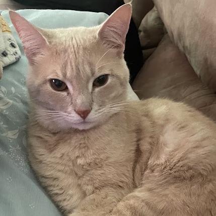 Enlarge Unique, a Adoptable Domestic Short Hair in Winston-Salem, NC image 3/3