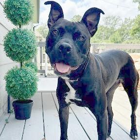 Galadriel, Adoptable, Adult Female Terrier.