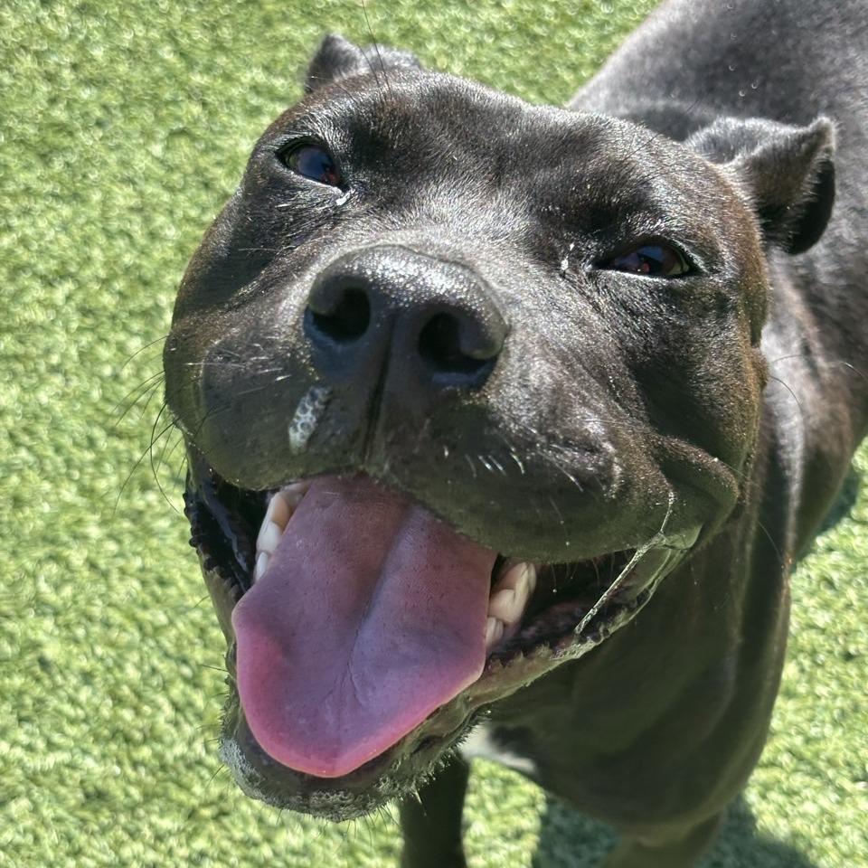 Enlarge Galadriel, a Adoptable Terrier in Chattanooga, TN image 6/6