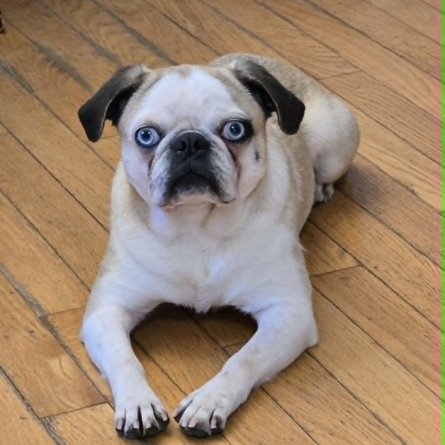 Millie, ADOPTABLE, Young Female Pug & Boston Terrier.