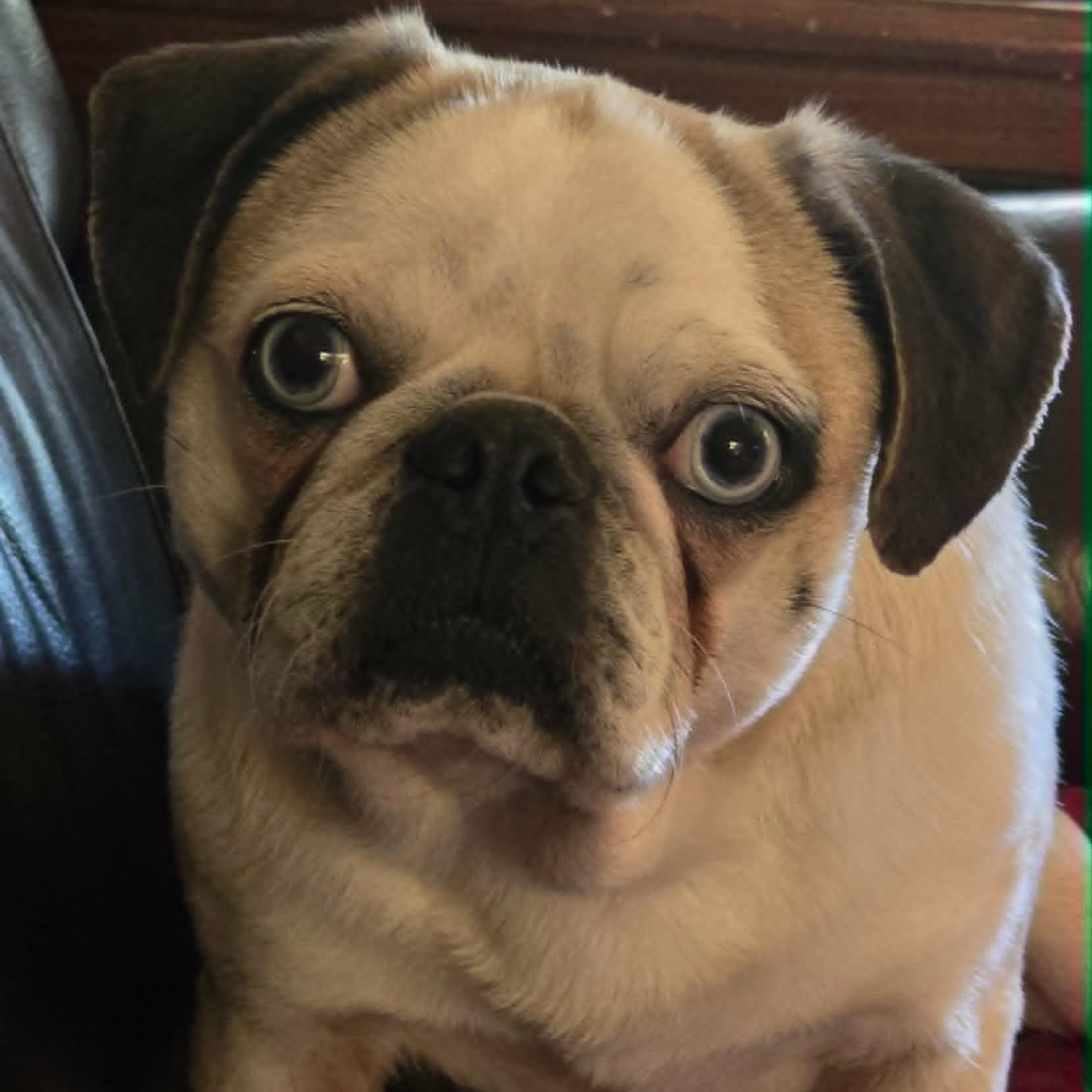 Enlarge Millie, a ADOPTABLE mixed breed in St Thomas, ON image 2/4