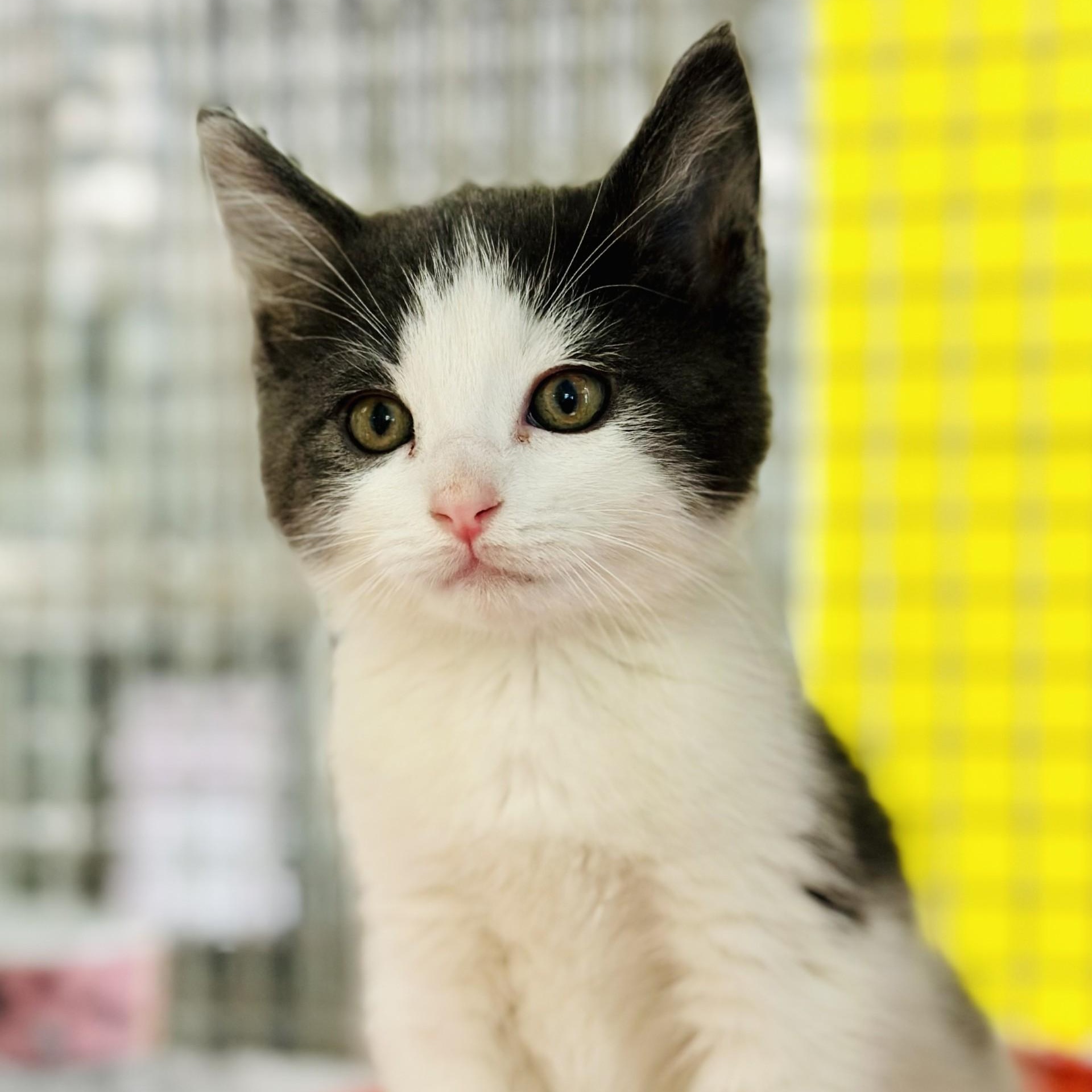 Boomer , adopted, Kitten Male Domestic Short Hair.