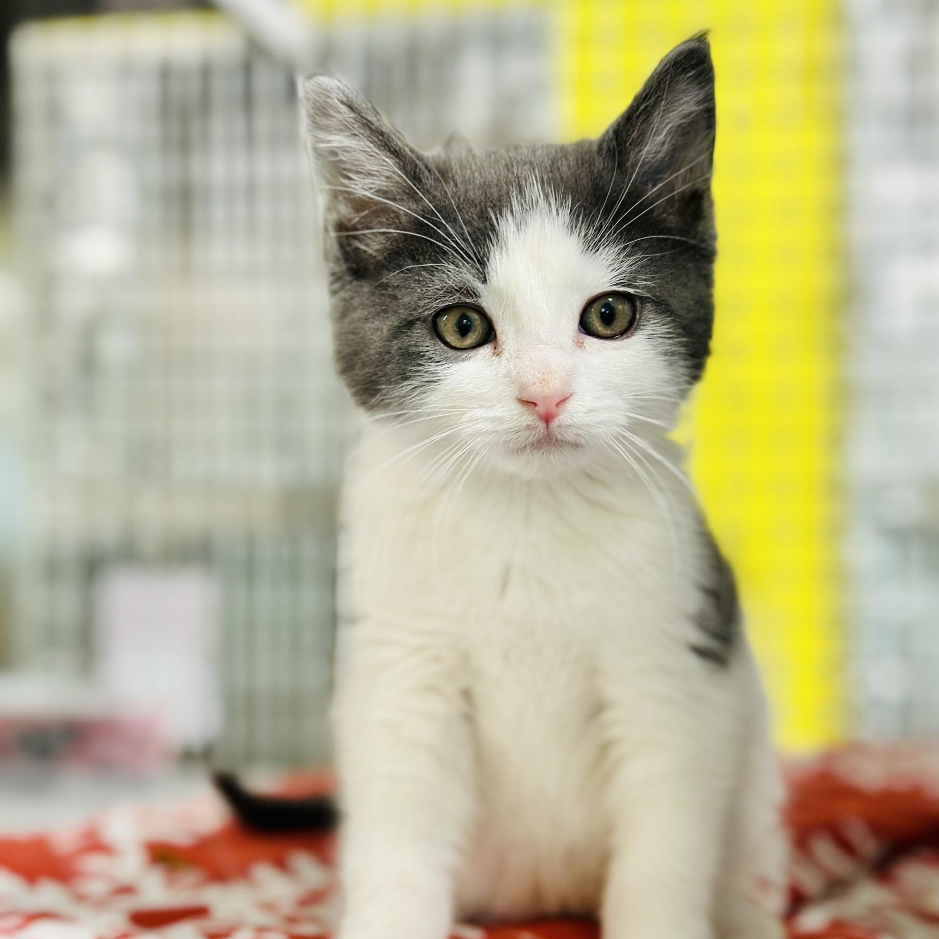 Enlarge Boomer , an adopted Domestic Short Hair in Jackson, NJ image 3/3