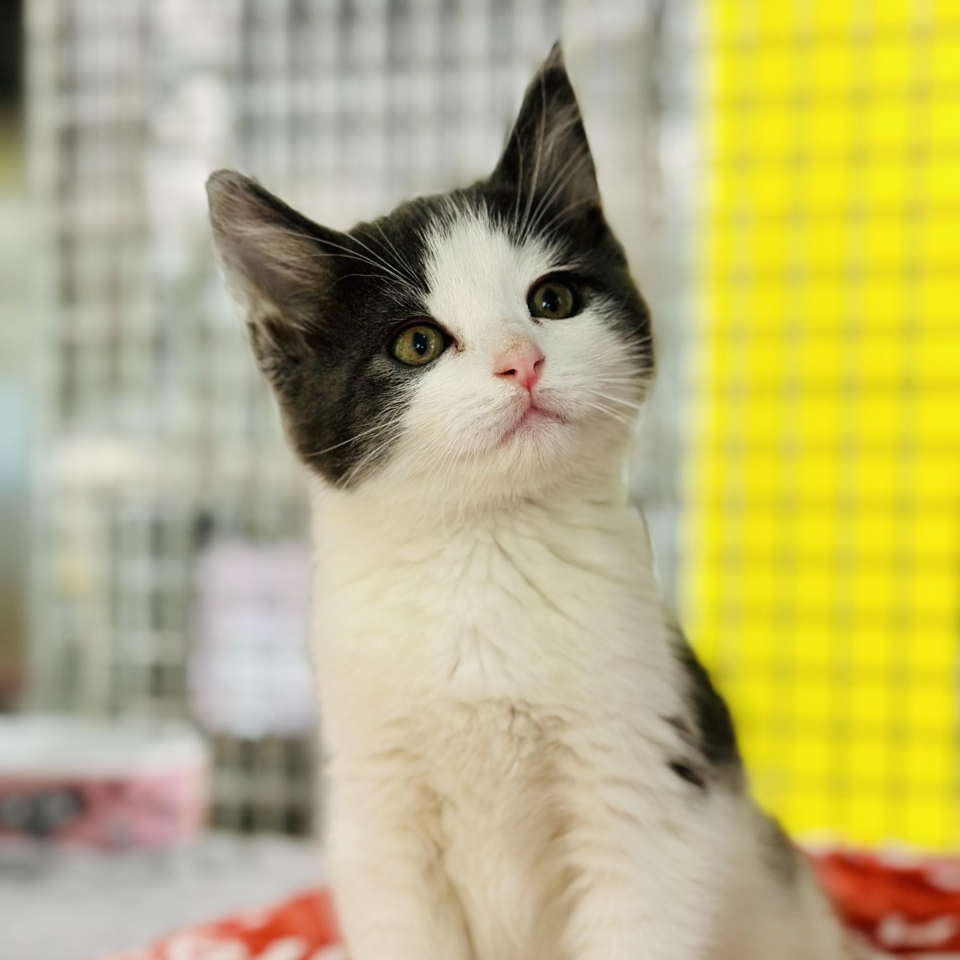 Enlarge Boomer , an adopted Domestic Short Hair in Jackson, NJ image 2/3