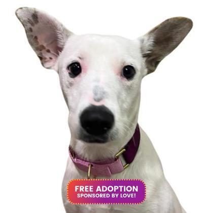 Enlarge Vivian, a Adoptable mixed breed in Reno, NV image 1/1