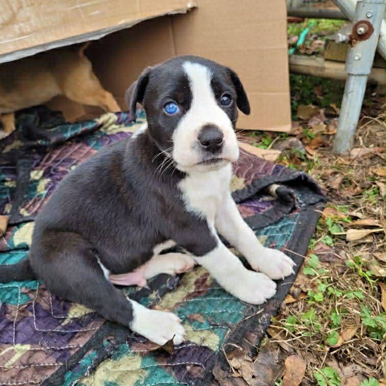 Enlarge Bandit, a Adoptable mixed breed in Blairstown, NJ image 2/4