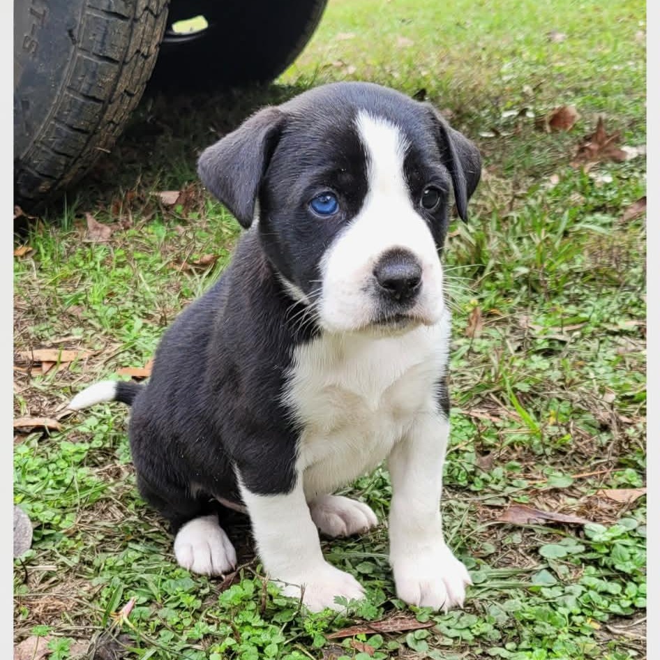 Bandit, Adoptable, Puppy Male Labrador Retriever & Mixed Breed.