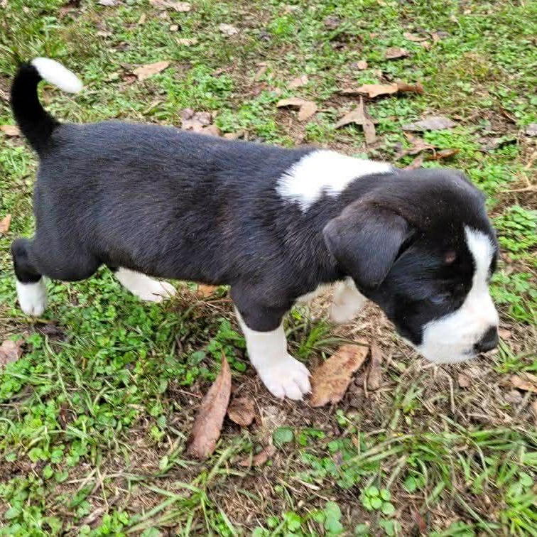 Enlarge Bandit, a Adoptable mixed breed in Blairstown, NJ image 4/4
