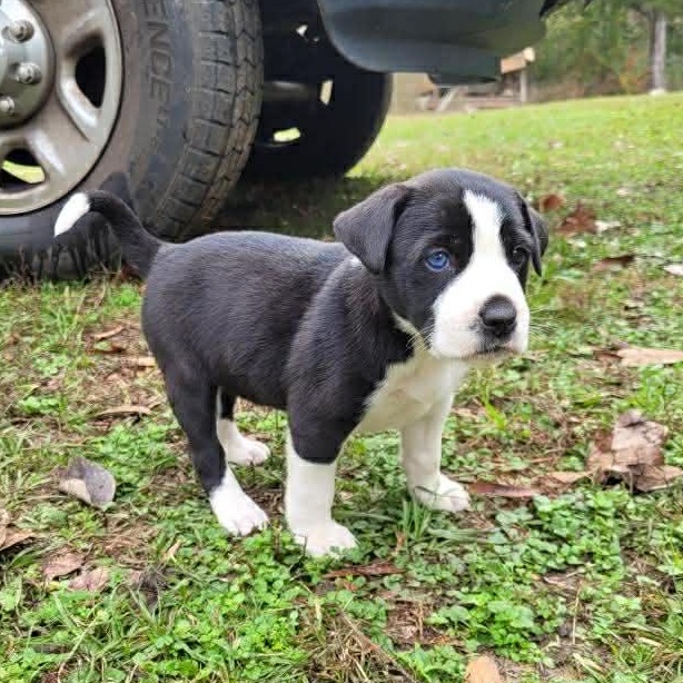 Enlarge Bandit, a Adoptable mixed breed in Blairstown, NJ image 3/4