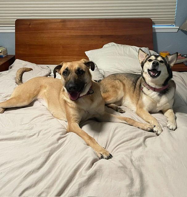 Kelly, Adoptable, Adult Female Shepherd.