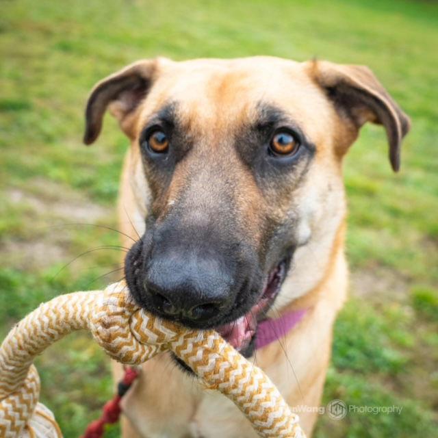Enlarge Kelly, a Adoptable Shepherd in Bothell, WA image 3/3