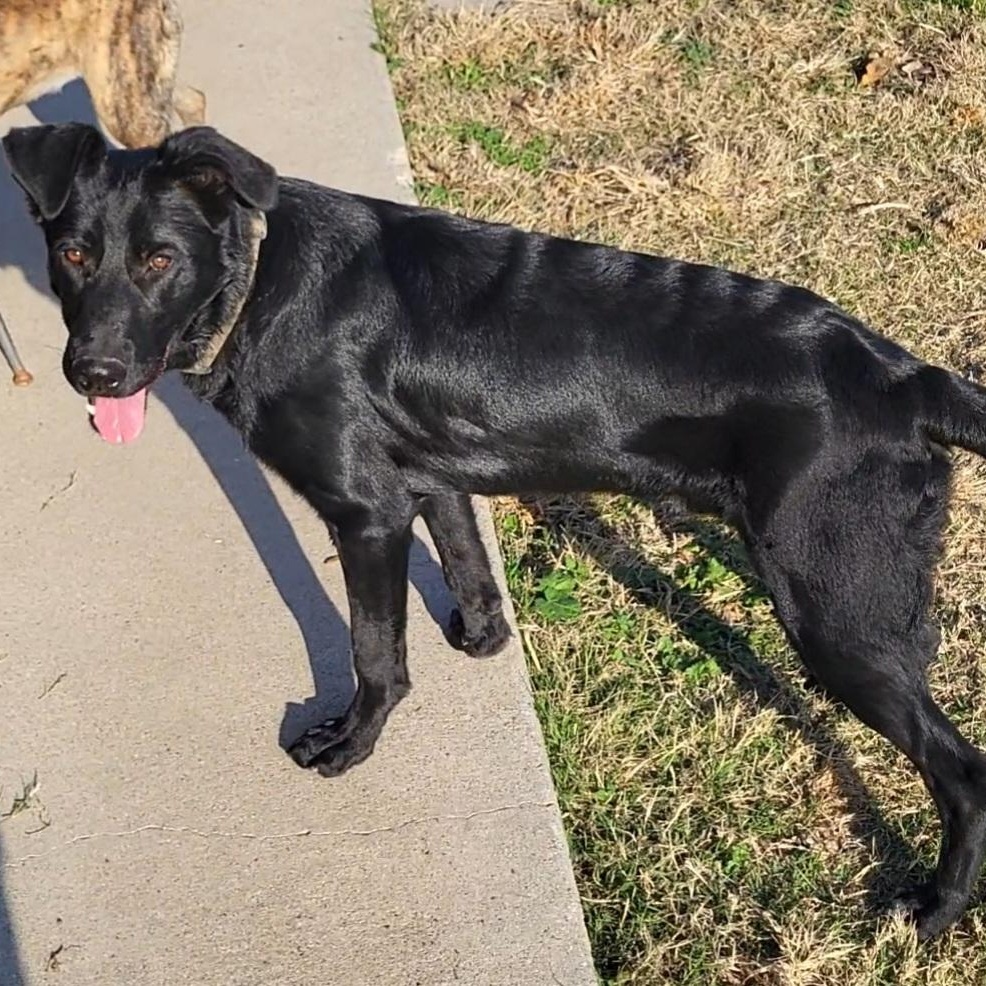 Onyx, a ADOPTABLE German Shepherd Dog in Rockdale, TX image 2/3