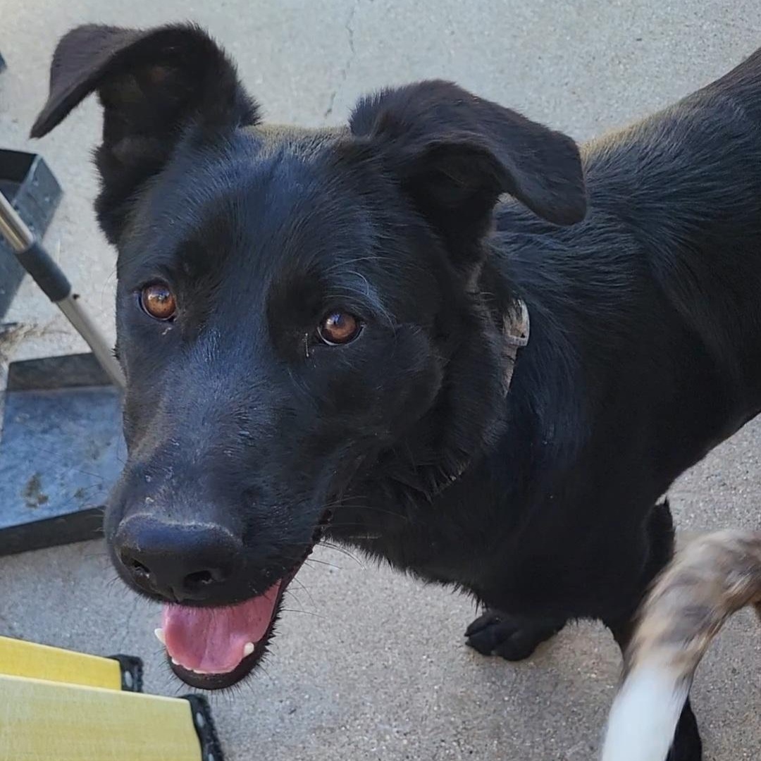Onyx, a ADOPTABLE German Shepherd Dog in Rockdale, TX image 1/3