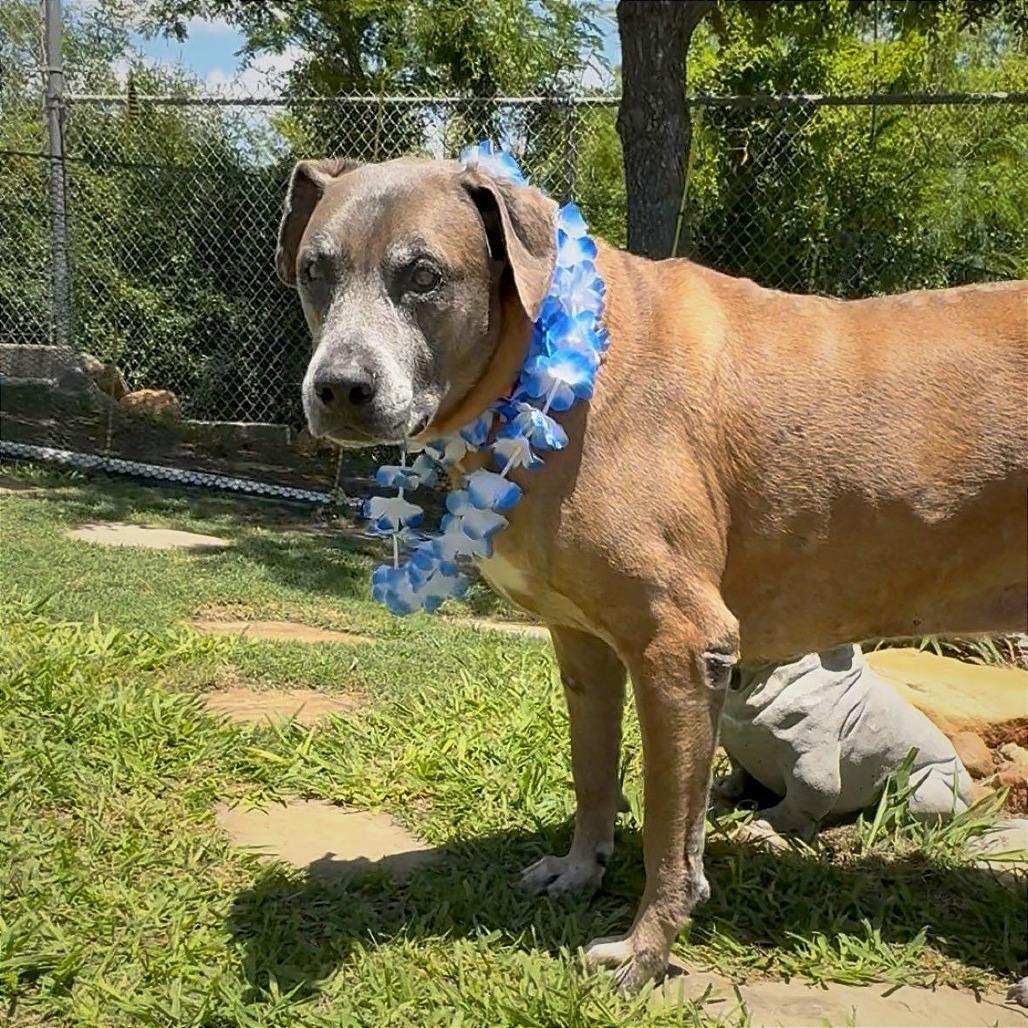 Enlarge Bernie, a Adoptable mixed breed in Galveston, TX image 1/4