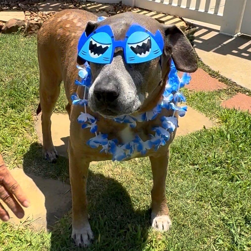 Enlarge Bernie, a Adoptable mixed breed in Galveston, TX image 2/4