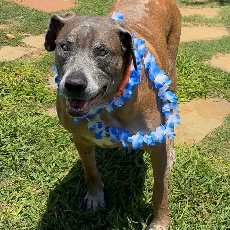 Enlarge Bernie, a Adoptable mixed breed in Galveston, TX image 3/4