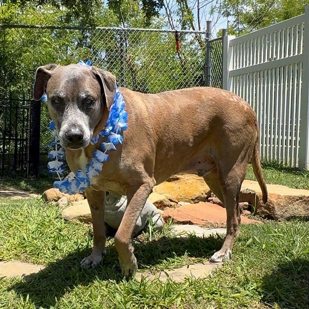 Enlarge Bernie, a Adoptable mixed breed in Galveston, TX image 4/4