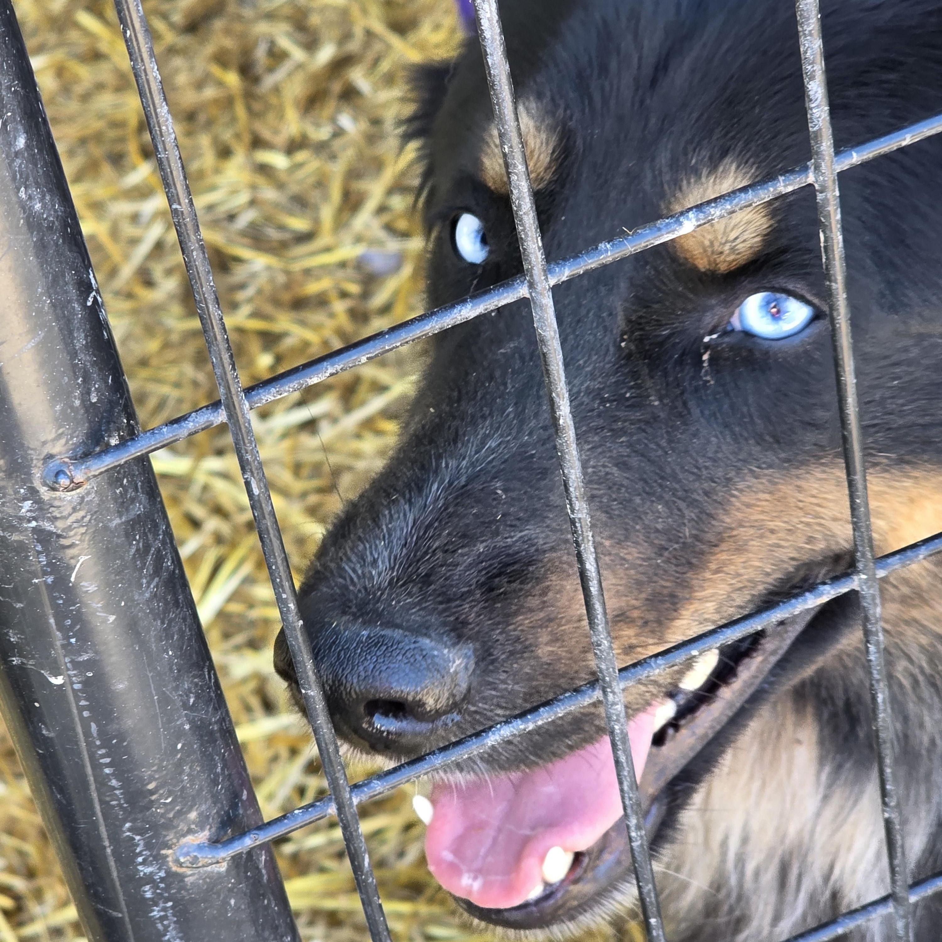 F-Shadow, an adoptable Australian Cattle Dog / Blue Heeler, Shepherd in Billings, MT, 59101 | Photo Image 2