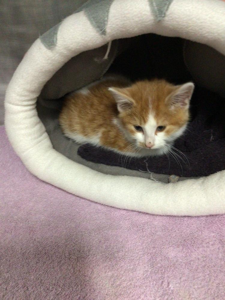 Dallas, Adoptable, Kitten Male Domestic Short Hair.