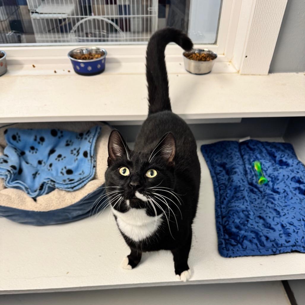 Shwey Shwey (Union Petsense), Adoptable, Adult Male Domestic Short Hair.