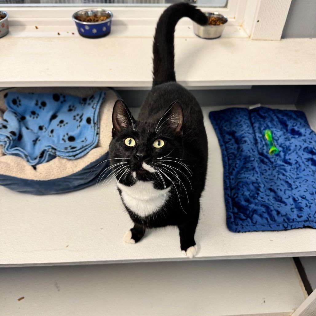 Enlarge Shwey Shwey (Union Petsense), a Adoptable Domestic Short Hair in Union, MO image 2/5