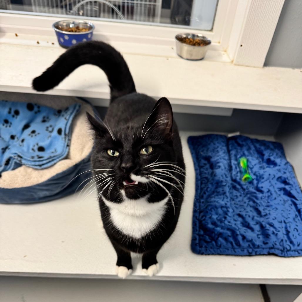 Enlarge Shwey Shwey (Union Petsense), a Adoptable Domestic Short Hair in Union, MO image 3/5