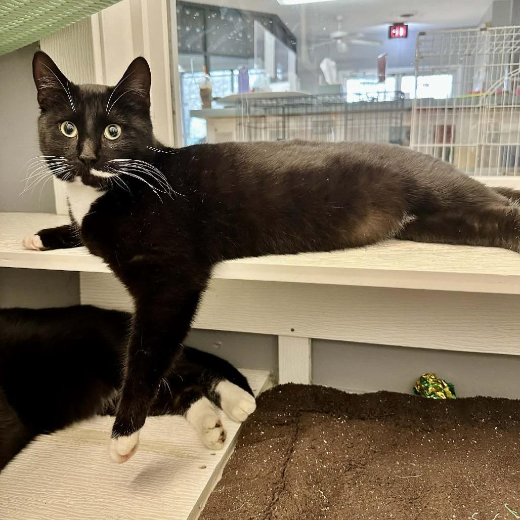 Enlarge Shwey Shwey (Union Petsense), a Adoptable Domestic Short Hair in Union, MO image 4/5