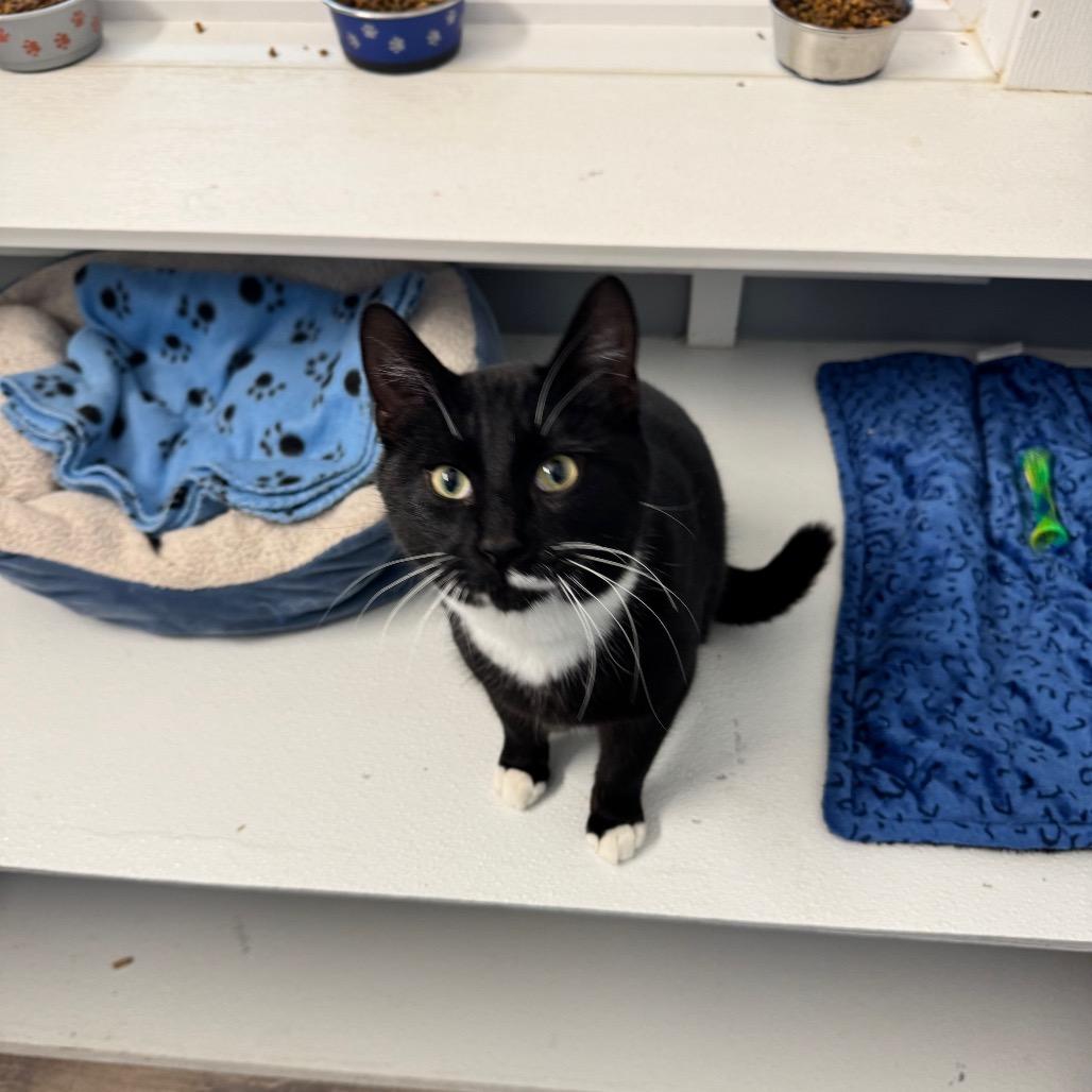 Enlarge Shwey Shwey (Union Petsense), a Adoptable Domestic Short Hair in Union, MO image 5/5