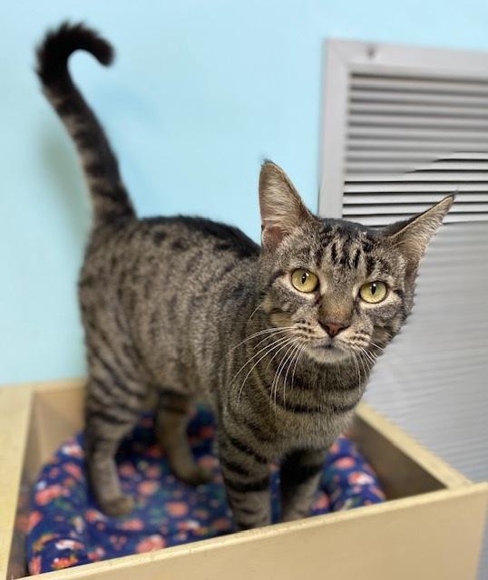 Enlarge Summer, an adopted Tabby in Memphis, TN image 1/1