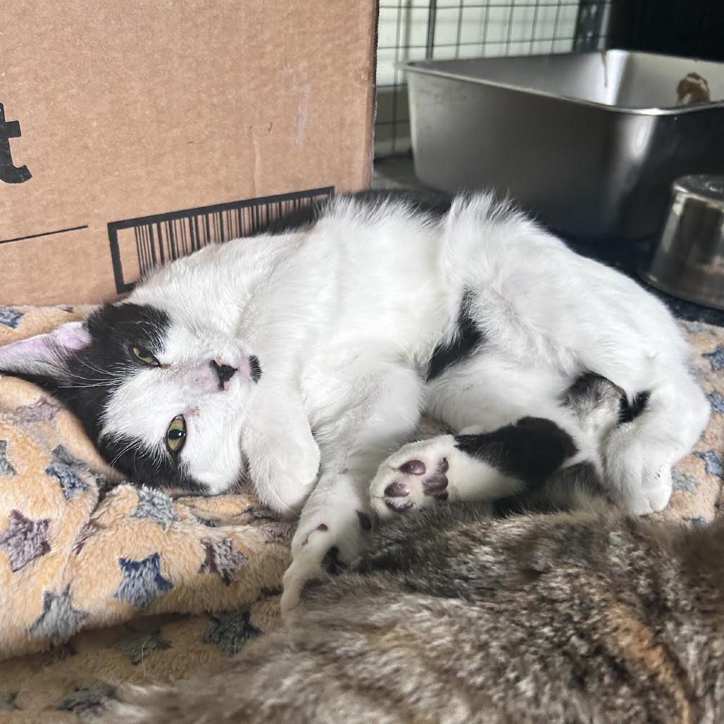 Koi, Adoptable, Kitten Male Domestic Short Hair.