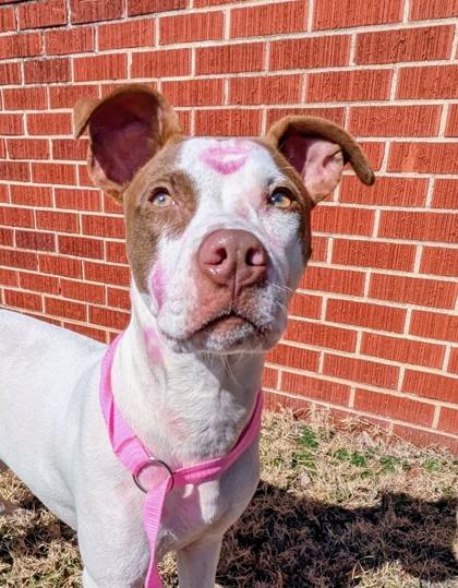 Thatch 51254, Adoptable, Young Male Mixed Breed.