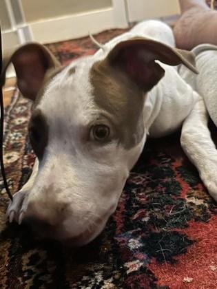 Thatch 51254, a Adoptable Mixed Breed in Oklahoma City, OK image 1/3