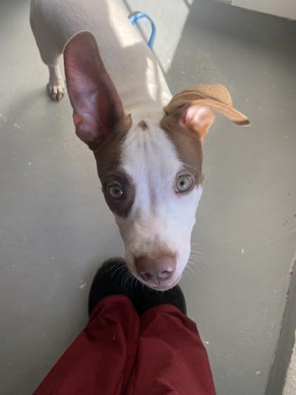 Thatch 51254, a Adoptable Mixed Breed in Oklahoma City, OK image 2/3