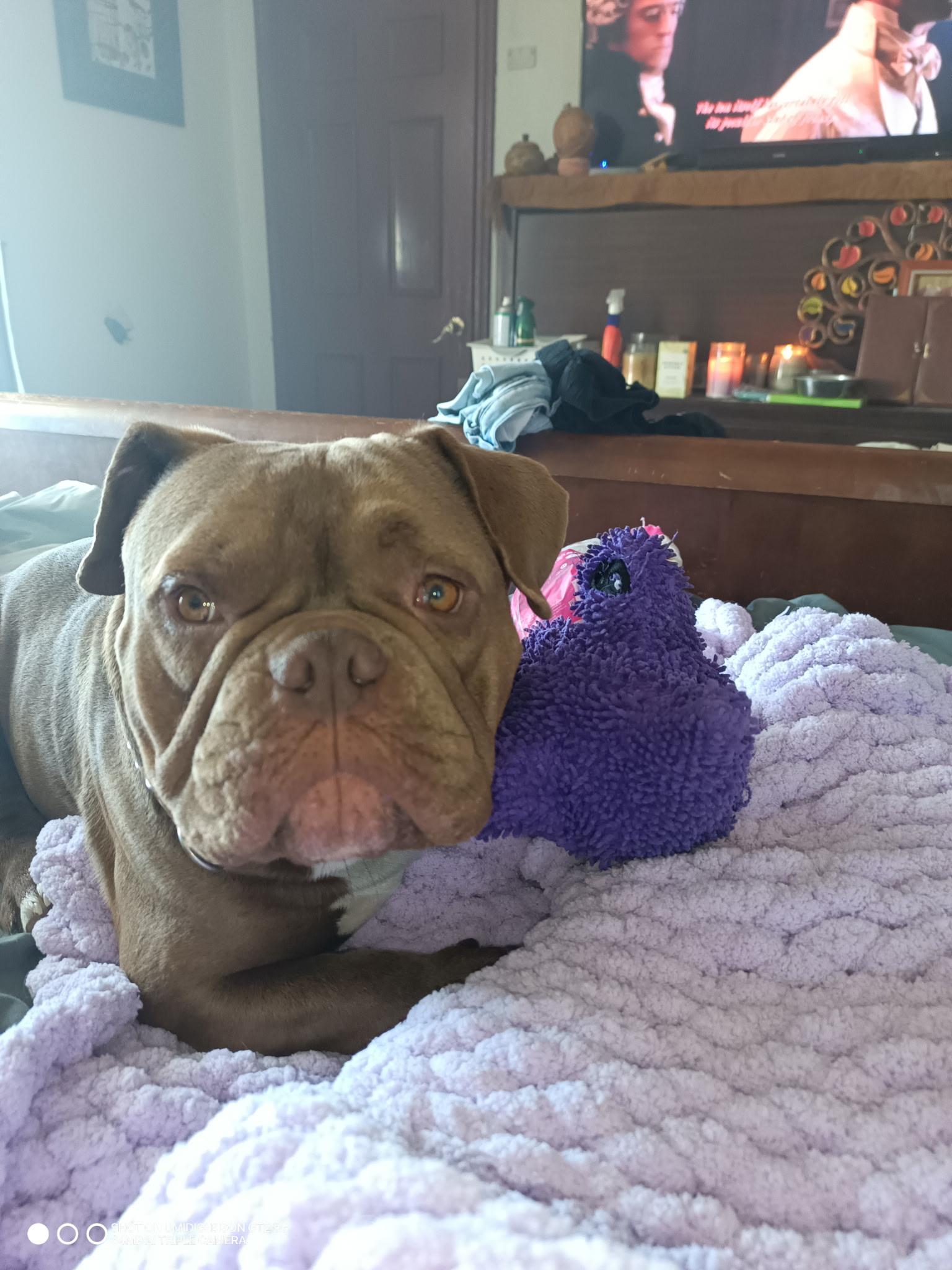 Buddha, adopted, Young Male English Bulldog.