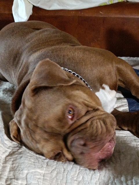 Buddha, an adopted English Bulldog in Denton, TX image 5/5
