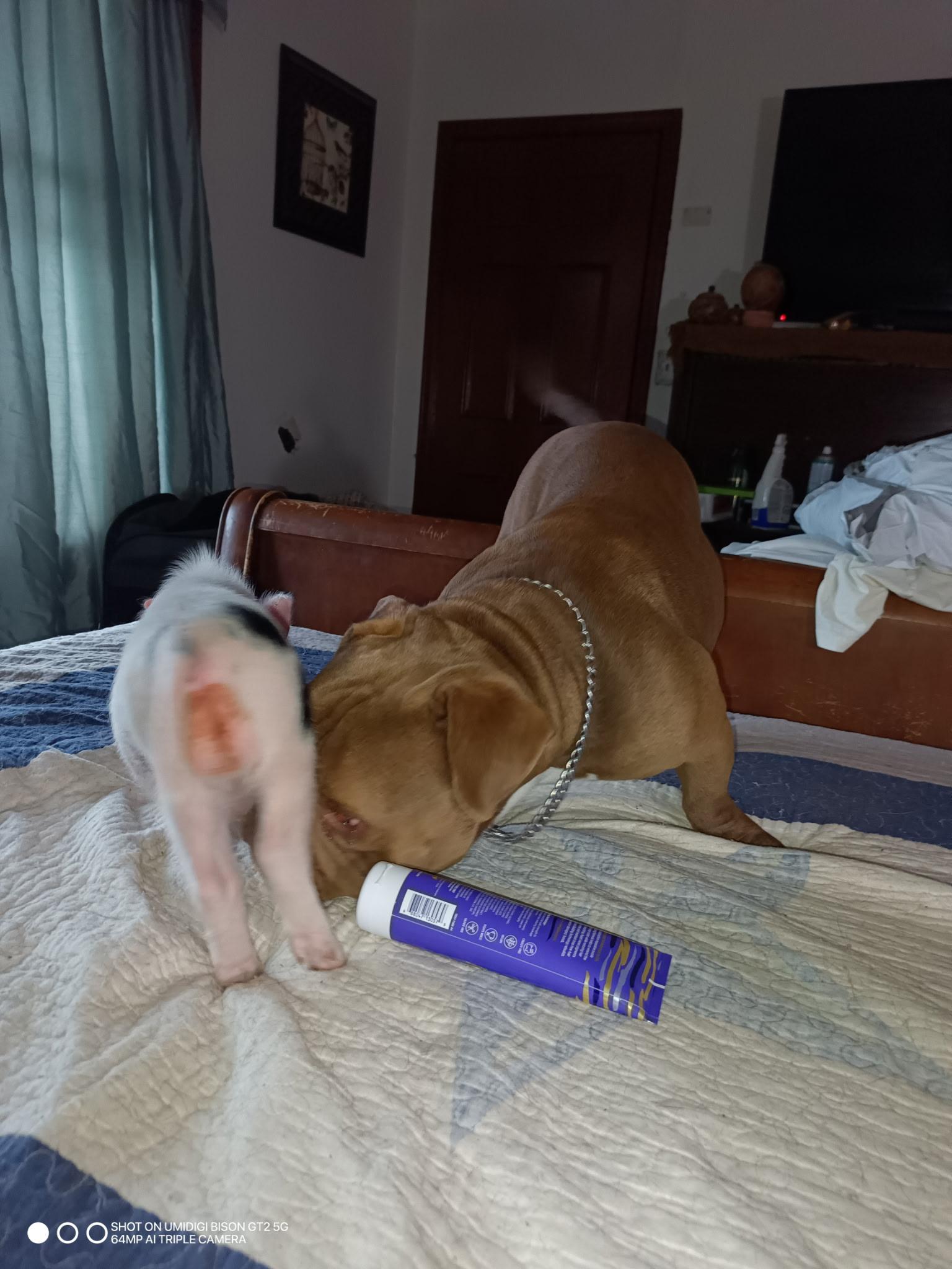Buddha, an adopted English Bulldog in Denton, TX image 2/5