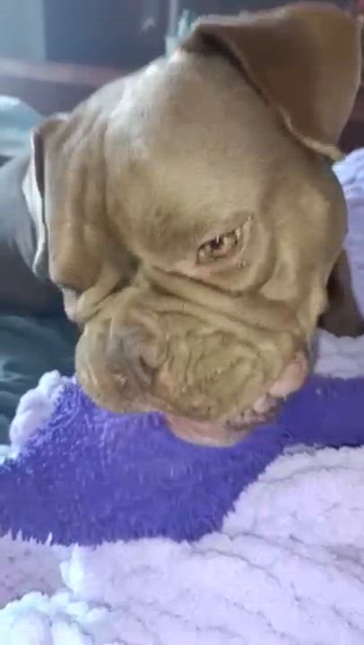 Enlarge Buddha, an adopted English Bulldog in Denton, TX video 3/5