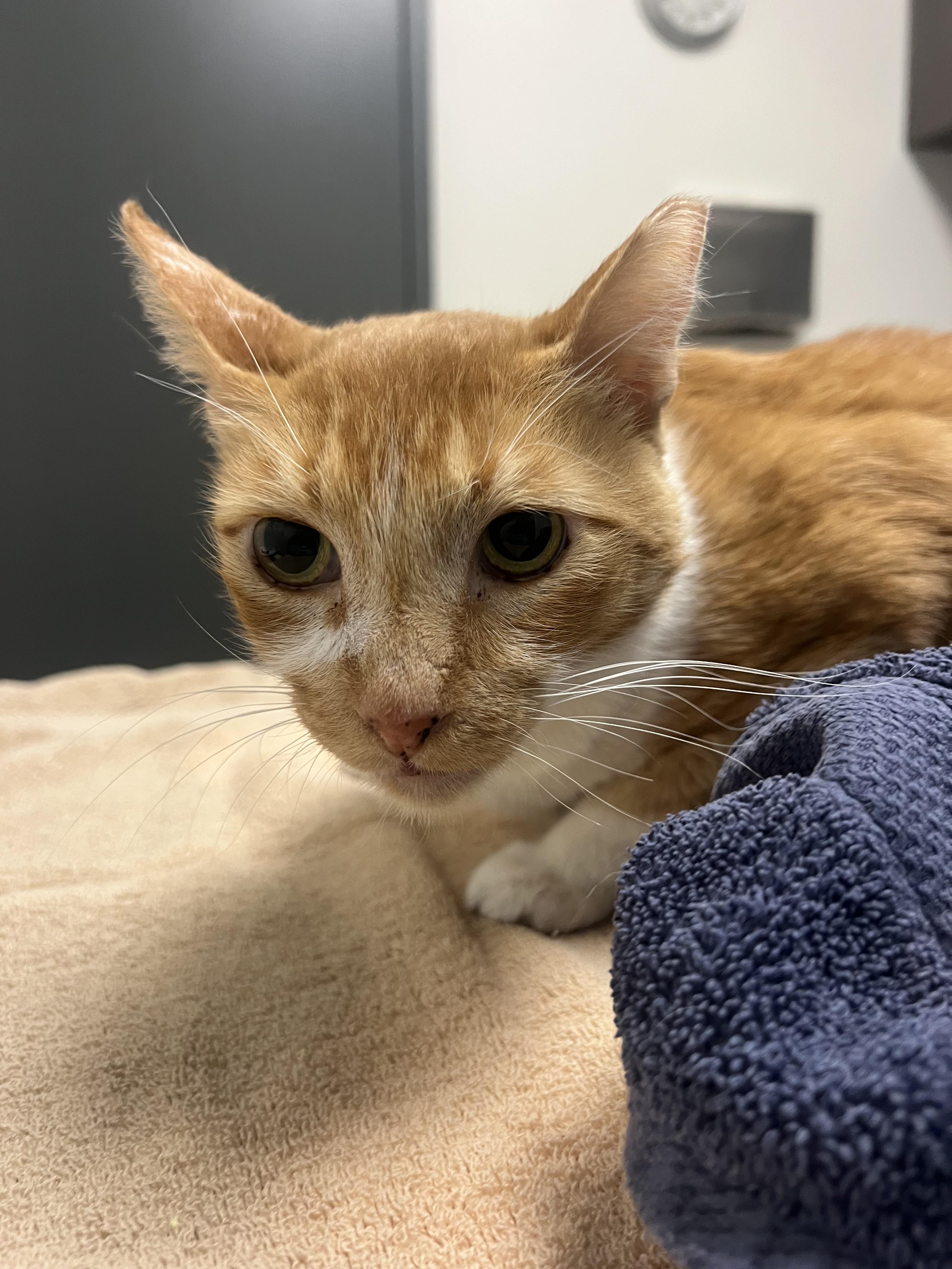Latte, Adoptable, Adult Male Domestic Short Hair.
