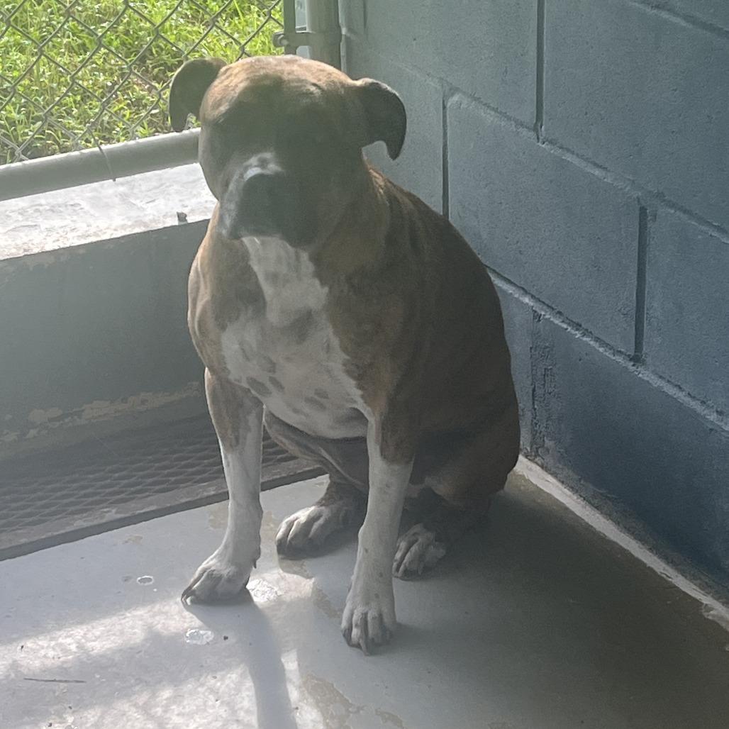 Enlarge Bitsy, a Adoptable mixed breed in Richmond Hill, GA image 1/1