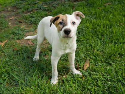 Virgil, Adoptable, Puppy Male Border Collie & Shepherd.